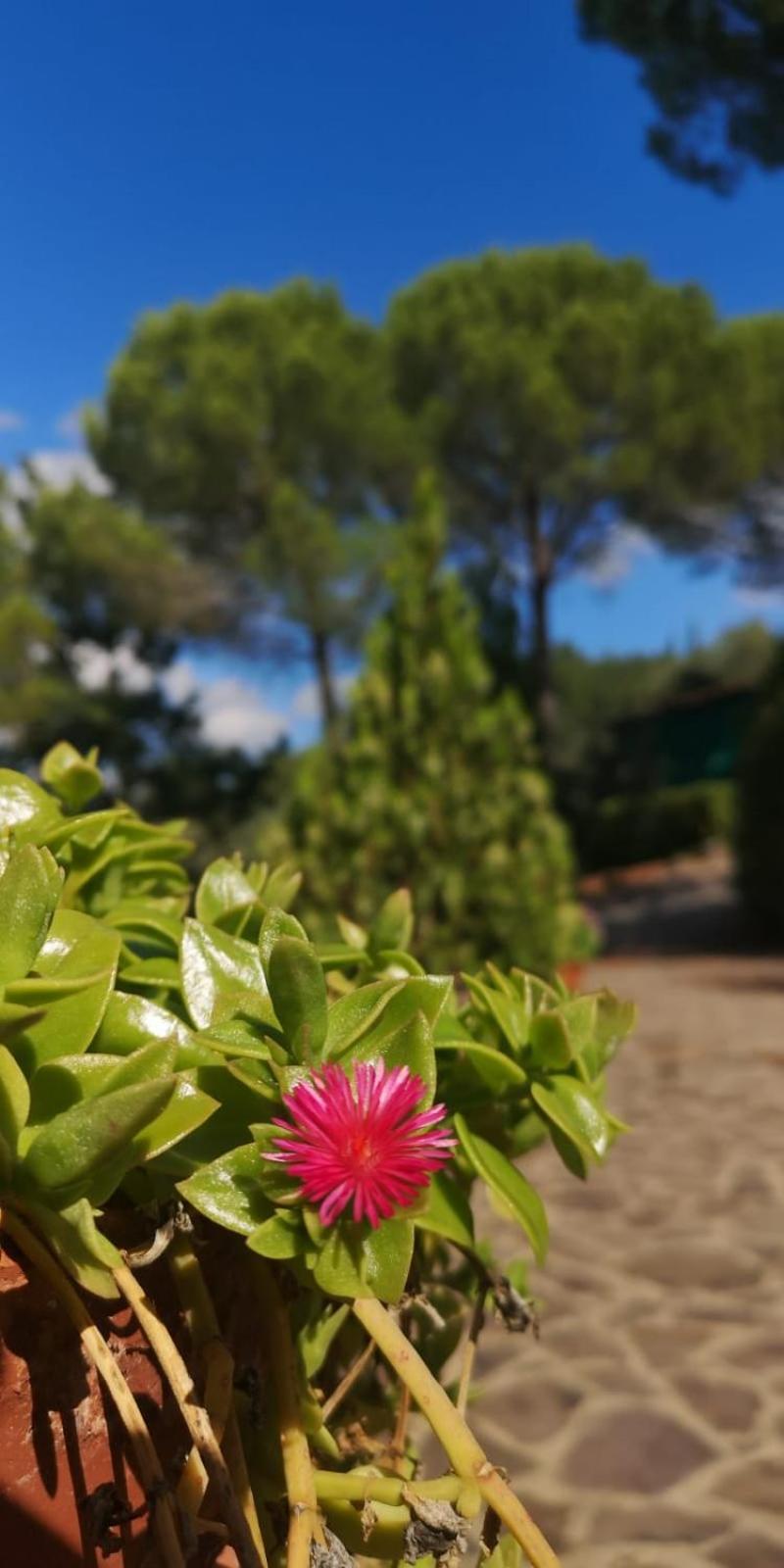 Villa Santa Margherita - La Suvera Ponte A Bozzone Exteriör bild